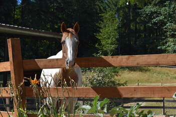 Horse boarding 